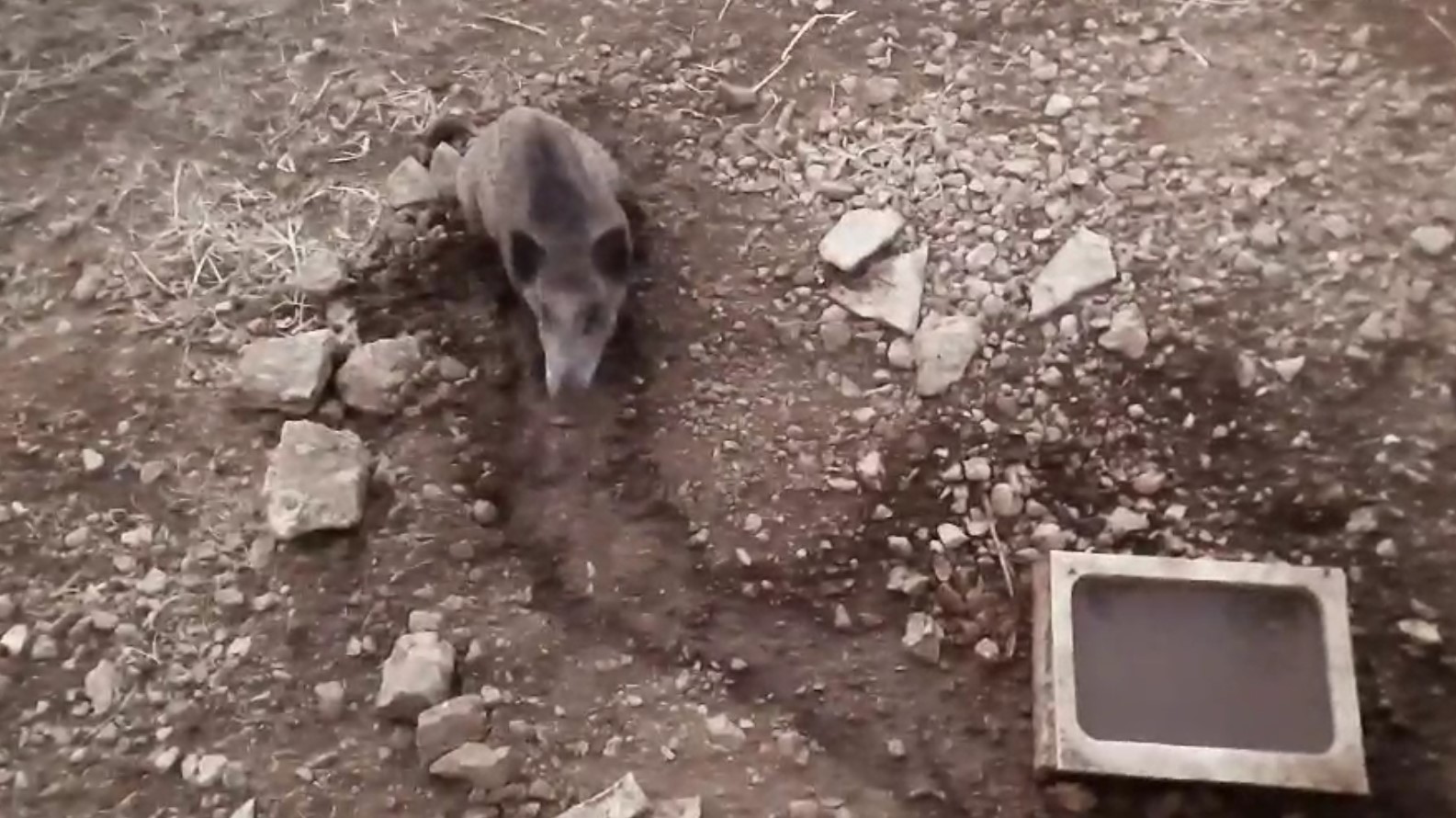 Τάσος ο θερμόπληκτος 3