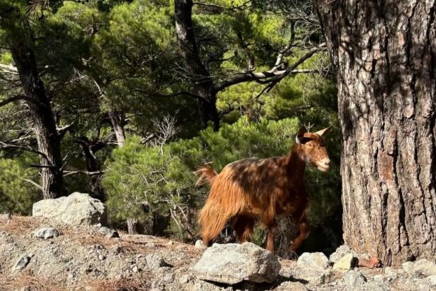 Γιατί η επιστροφή της κατσίκας είναι πολιτικό ζήτημα 99