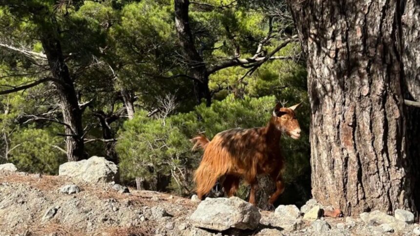 Γιατί η επιστροφή της κατσίκας είναι πολιτικό ζήτημα 1