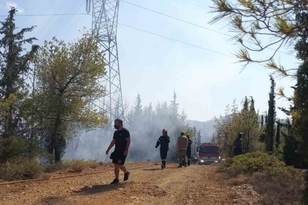 Σύλληψη 54χρονου για φωτιά στον Διομήδειο Κήπο - Τι συνέβη 3