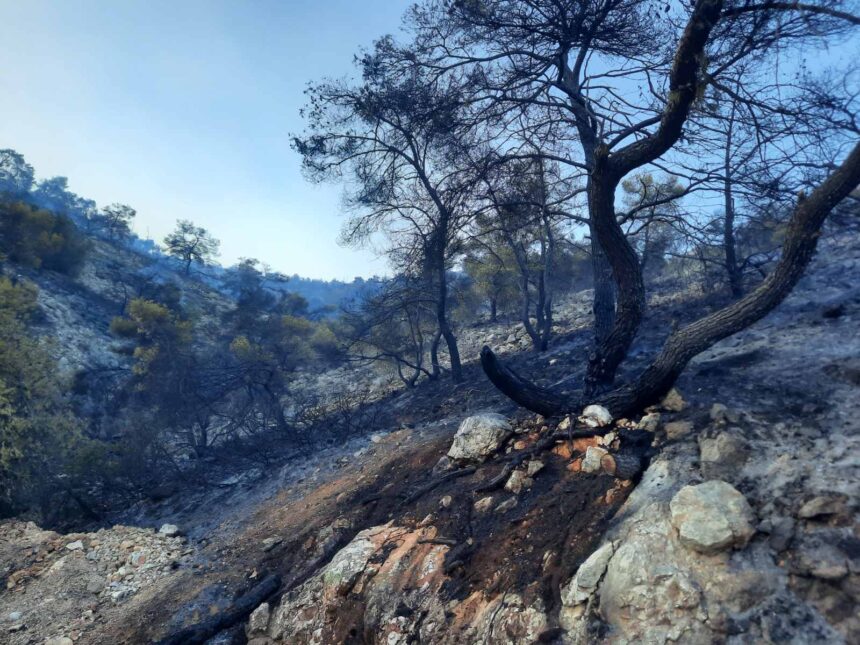 Το Ποικίλο που αγαπήσαμε... - Βίντεο και φωτογραφίες 15