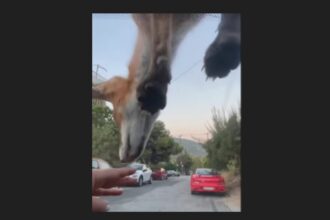 Αυτό δεν το έχετε ξαναδεί! Τα απίστευτα κόλπα του αλεπουδάκου 22