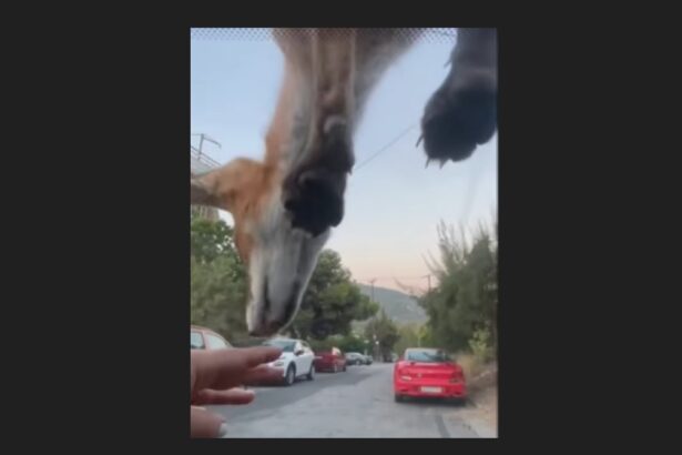 Αυτό δεν το έχετε ξαναδεί! Τα απίστευτα κόλπα του αλεπουδάκου 93