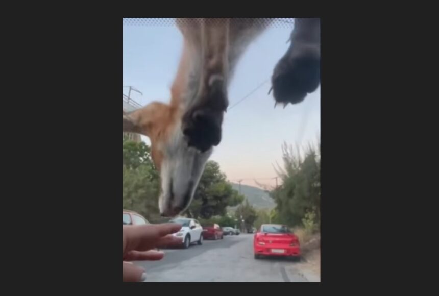 Αυτό δεν το έχετε ξαναδεί! Τα απίστευτα κόλπα του αλεπουδάκου 15