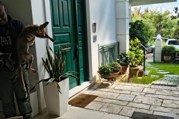 Το δάκρυ για το αλεπουδάκι που ζήτησε καταφύγιο στην πόρτα μας 97