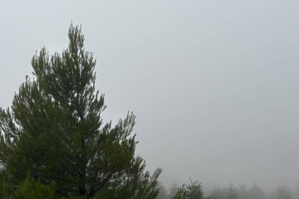 Ποιος θα νικήσει τελικά στην καμένη Πάρνηθα; Το πεύκο ή το έλατο; 97