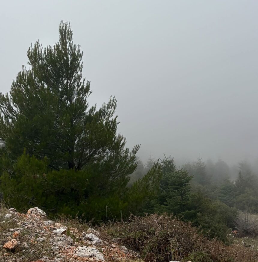 Ποιος θα νικήσει τελικά στην καμένη Πάρνηθα; Το πεύκο ή το έλατο; 13
