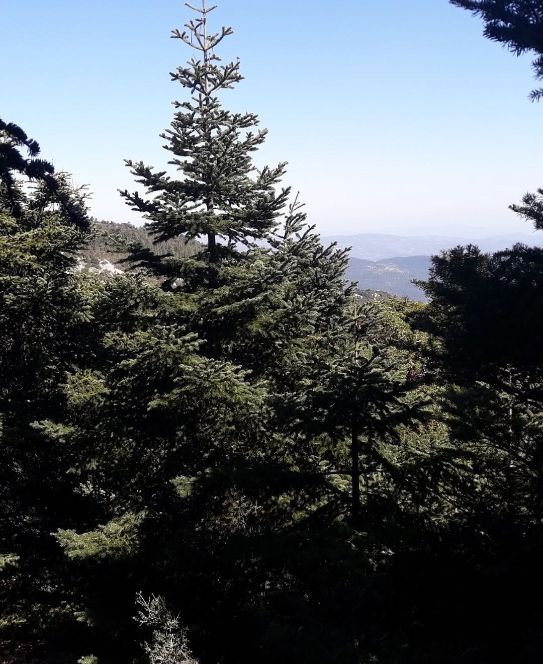 Ποιος θα νικήσει τελικά στην καμένη Πάρνηθα; Το πεύκο ή το έλατο; 4 Ποιος θα νικήσει τελικά στην καμένη Πάρνηθα; Το πεύκο ή το έλατο; 3