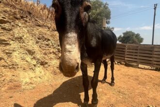 Κακοποίηση και εγκατάλειψη μόλις λίγα χιλιόμετρα από την Αθήνα 31