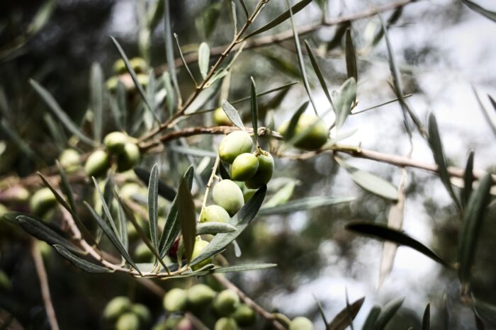 Η ελιά και το ρόδι γίνονται αφορμή για δύο πολύ ξεχωριστές εκδρομές στην Αργολίδα 18 και 25 Οκτωβρίου 4 Η ελιά και το ρόδι γίνονται αφορμή για δύο πολύ ξεχωριστές εκδρομές στην Αργολίδα 18 και 25 Οκτωβρίου 3
