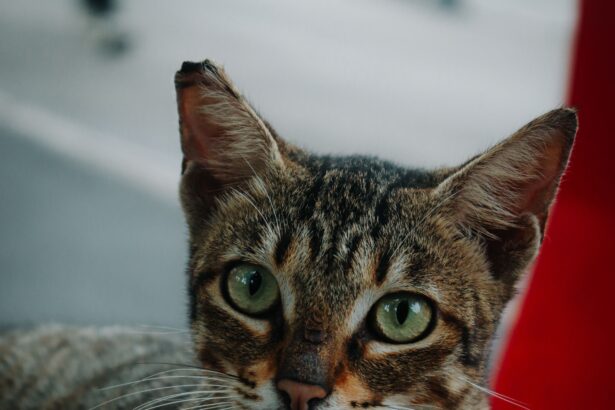 Το Σαββατοκύριακο των cat lovers στο Εκθεσιακό Κέντρο Περιστερίου 99