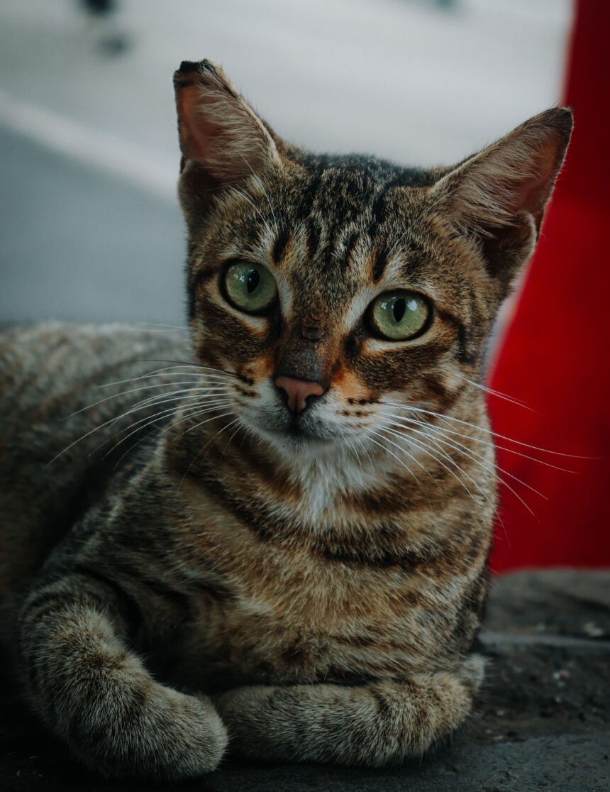 Το Σαββατοκύριακο των cat lovers στο Εκθεσιακό Κέντρο Περιστερίου 87