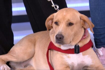 Η συγκινητική ιστορία διάσωσης μιας σκυλίτσας που βρέθηκε στο δρόμο με συντριπτικά κατάγματα 89